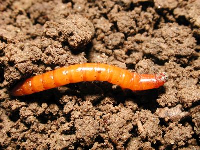 Škodcovia cesnaku - Drôtovce (Elateridae) larva žijúca v pôde  