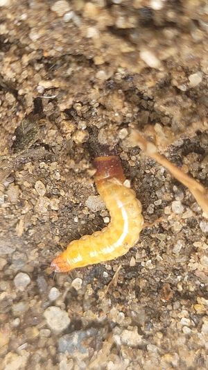 Škodcovia cesnaku - Drôtovce (Elateridae) - larva na pôde, detail