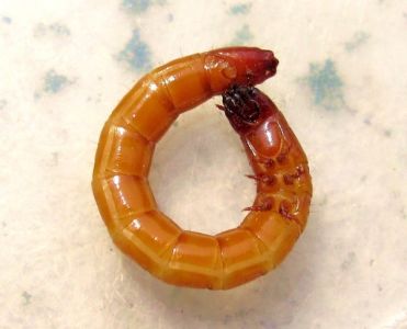 Škodcovia cesnaku - Drôtovce (Elateridae) larva, detail s 3 pármi predných nôh 