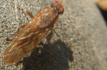 Škodcovia cesnaku - Fúzavka cesnaková - detail  dospelého jedinca