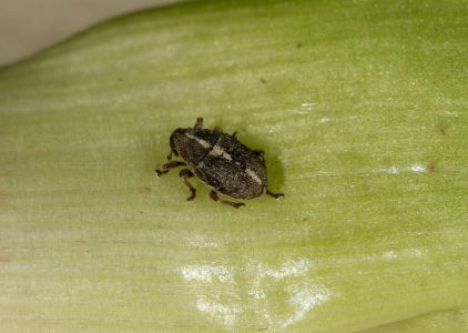 Škodcovia cesnaku - Krytonos cibuľový (Ophroninus saturalis) - dospelý jedinec na liste 