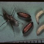 Škodcovia cesnaku - Kvetárka cibuľová (Delia antiqua) v rôznych štádiách - larva, kukla, dospelý jedinec