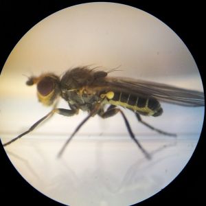 Škodcovia cesnaku - Mínerka pórová (Napomyza gymnostoma) - dospelý jedinec 