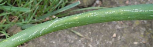 Škodcovia cesnaku - Mínerka pórová (Napomyza gymnostoma) - príznaky napadnutia na liste