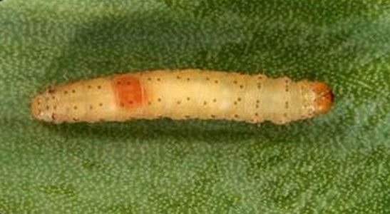 Škodcovia cesnaku - Molička cesnaková (Acrolepiopsis assectella) - detail larvy na liste