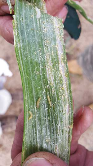 Škodcovia cesnaku - Molička cesnaková (Acrolepiopsis assectella) - larvy vo vnútri listu cibule