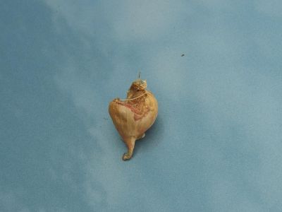Škodcovia cesnaku - Slimáky - Poškodený strúčik cesnaku - slimáky dokážu cesnak úplne znehodnotiť 