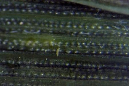 Škodcovia cesnaku - Roztoče z čeľade Eriophyidae spôsobujú počas vegetácie poškodenie listov - vysoké rozlíšenie 