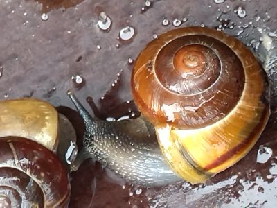 Škodcovia cesnaku - Slimáky s ulitou sú dostali pomenovanie ulitníci
