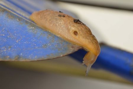 Škodcovia cesnaku - Slimáky - Slizniačik poľný (Deroceras agreste) z čeľade Slizniakovité (Limacidae) má dýchací otvor na pravej zadnej časti štítu