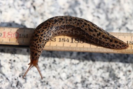 Škodcovia cesnaku - Slimáky - Slizniak veľký (Limax maximus) je aj škodcom rastlín, ale aj pomocníkom.  Živý sa aj menšími druhmi slimákov, ako je veľmi škodlivý Slizovec iberský.