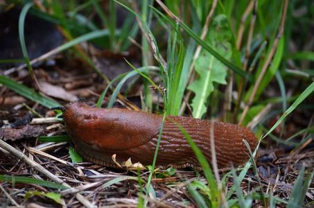 Škodcovia cesnaku - Slimáky - Slizovec iberský (Arion lusitanicus) z čeľade Slizovcovité (Arionidae) je najinvazívnejším škodcom rastlín u nás.
