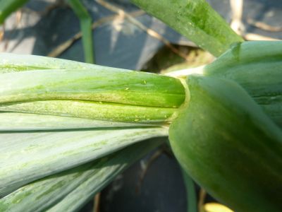 Škodcovia cesnaku - Strapka tabáková (Thrips tabaci) larvy medzi listami cibule 