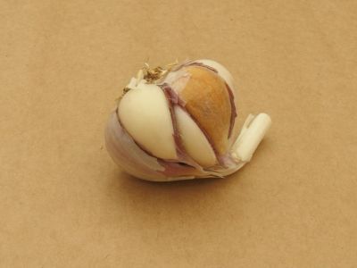 Škodcovia cesnaku - Roztoč Vlnovník cesnakový (Aceria tulipae) - napadnuté strúčiky v hlávke cesnaku