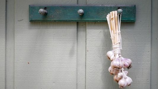 Cesnak a jeho pestovanie - kuchynský cesnak PALIČÁK zviazaný a pripravený na skladovanie