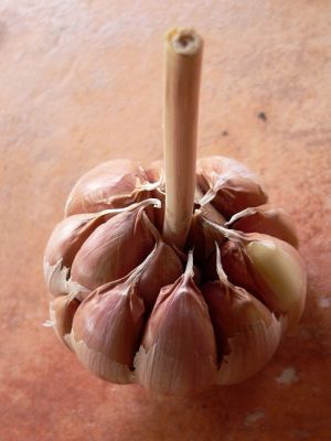 Dozretá hlávka cesnaku paličák (Allium savitum) - Prevencia je najjednoduchším a najlacnejším spôsobom ako poraziť choroby cesnaku.