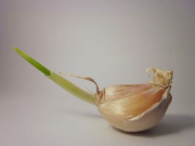 Cesnak kuchynský - klíčiaci strúčik - vedecké štúdie potvrdili jeho mnohostranné pozitívne účinky. 