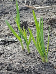 Škodcovia cesnaku - Mladý cesnak pestovaný v hriadke môžu poškodiť škodcovia cesnaku