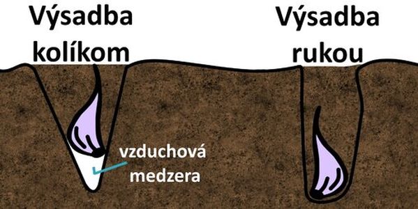Pestovanie cesnaku - Sadenie cesnaku s výsadbovým kolíkom a bez neho