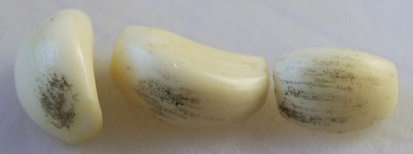 Choroby cesnaku - Čierna pleseň (Aspergillus niger) tvorí čierne pruhy na strúčikoch 