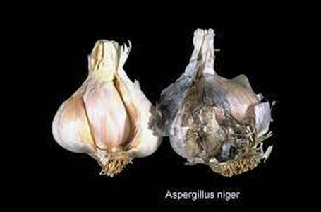 Choroby cesnaku - Čierna pleseň (Aspergillus niger) - pravo napadnutá hlávka cesnaku, vľavo zdravá 