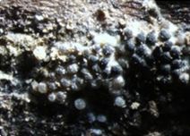 Choroby cesnaku - Biela hniloba (Sclerotium cepivorum) - detailný záber