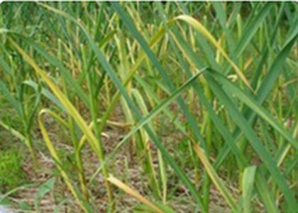 Choroby cesnaku - Biela hniloba (Sclerotium cepivorum) - žltnutie listov cesnaku