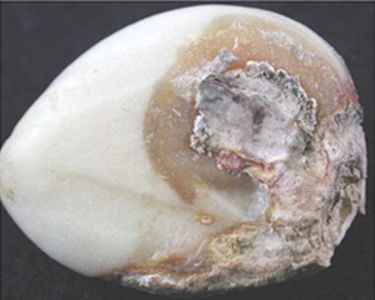 Choroby cesnaku - Botrytída (Botrytis spp.) - vodou nasiaknuté okolie centrálneho napadnutia