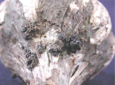 Choroby cesnaku - Botrytida (Botrytis spp.) na hlávke cesnaku s tmavými stočenými skleróciami