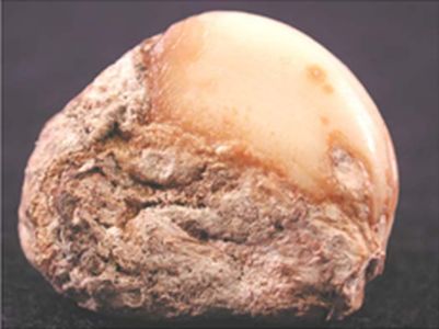 Choroby cesnaku - Botrytída (Botrytis spp.) - zaschnutie postihnutého tkaniva pri nízkej vlhkosti