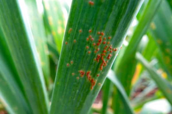 Choroby cesnaku - Hrdza cesnaková (Puccinia porri) -detail  na liste cesnaku