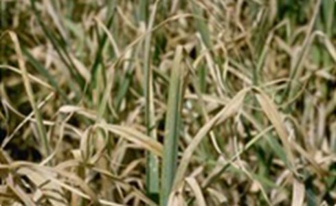 Choroby cesnaku - Hrdza cesnaková (Puccinia porri) - silne napadnutý porast cesnaku