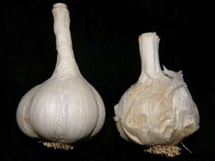 Choroby cesnaku - Modrá hniloba - vľavo zdravá hlavička cesnaku, vpravo napadnutá