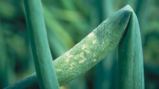 Choroby cesnaku - Peronosporóza (Peronospora destructor) na liste cibule - detail