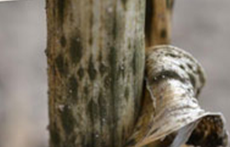 Choroby cesnaku - Sazovitosť cesnaku (Embellisia allii, syn. Helminthosporium allii)  na stonke - detail