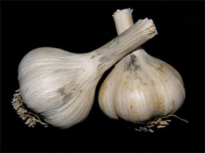 Choroby cesnaku - Sadzovitosť cesnaku (Embellisia allii, syn. Helminthosporium allii) na hlávkach cesnaku (Allium savitum)