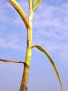 Choroby cesnaku - Sazovitosť cesnaku (Embellisia allii, syn. Helminthosporium allii) na stonke sprevádzaná žltnutím na cesnaku (Allium savitum)
