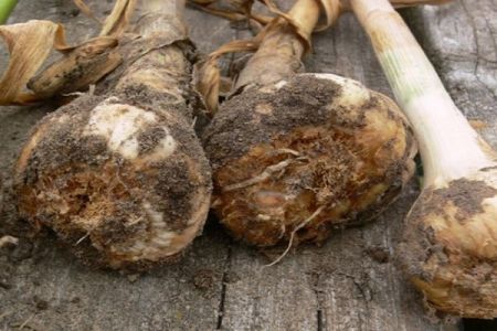 Choroby cesnaku - Peronosporóza (Peronospora destructor) na hlavičkách cesnaku spôsobuje hnitie