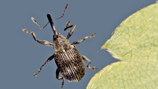 Choroby a škodcovia jahôd - Kvetovka jahodová (Anthonomus rubi) 