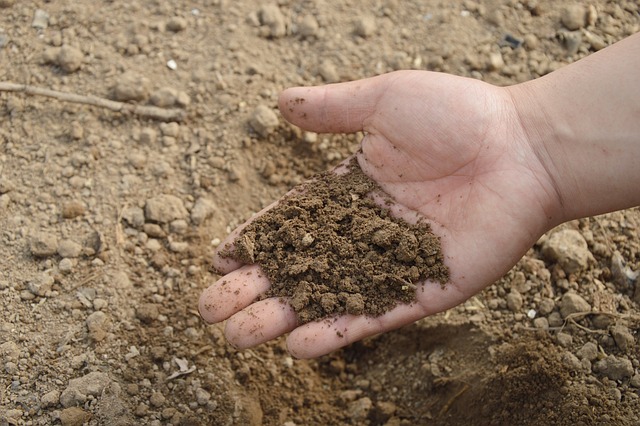 Detoxikácia pôdy - Alginit je jedinečné pôdne hnojivo, ktoré detoxikuje pôdu a zbavuje ju aj  zasolenia
