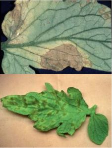 Škvrny na listoch paradajok - Čerň rajčiaková (Cladosporium fulvum) na liste z vrchnej a spodnej strany