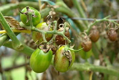 Škvrny na listoch paradajky - nezrelé plody napadnuté plesňou zemiakovou