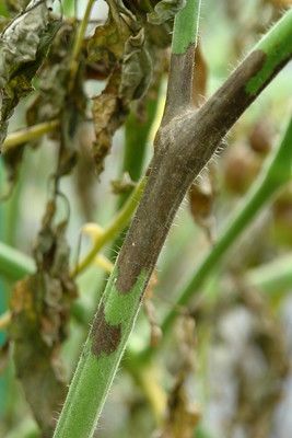 Škvrny na listoch paradajky - pleseň zemiaková (Phytophtora infestans) na stonke rajčiaka
