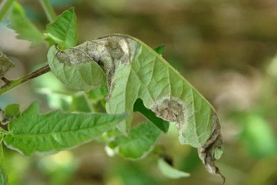 Škvrny na listoch paradajky - pleseň zemiaková (Phytophtora infestans) s bielym povlakom mycélia.