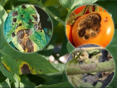 Škvrnitosť listov paradajok - Alternáriová škvrnitosť (Alternaria porri f. sp. solani) detailné zábery na napadnutý list, plod a stonku