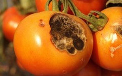 Škvrnitosť listov paradajok - Alternáriová škvrnitosť (Alternaria porri f. sp. solani) detailny záber na napadnutom plod rajčiaka