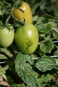 Choroby paradajok - Baktériová bodkovitosť rajčiaka (Pseudomonas syringae pv- tomato) na zelenom plode a listoch 