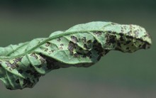 Choroby paradajok - Baktériová bodkovitosť rajčiaka (Pseudomonas syringae pv- tomato) na liste spôsobuje zväčšujúce sa škvrny