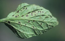 Baktériová bodkovitosť rajčiaka (Pseudomonas syringae pv- tomato) spôsobuje škvrny na liste