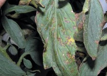 Škvrny na plodoch - Bakteriálna škvrnitosť rajčiaka (Xanthomonas vesicatoria) na listoch paradajky z blízka